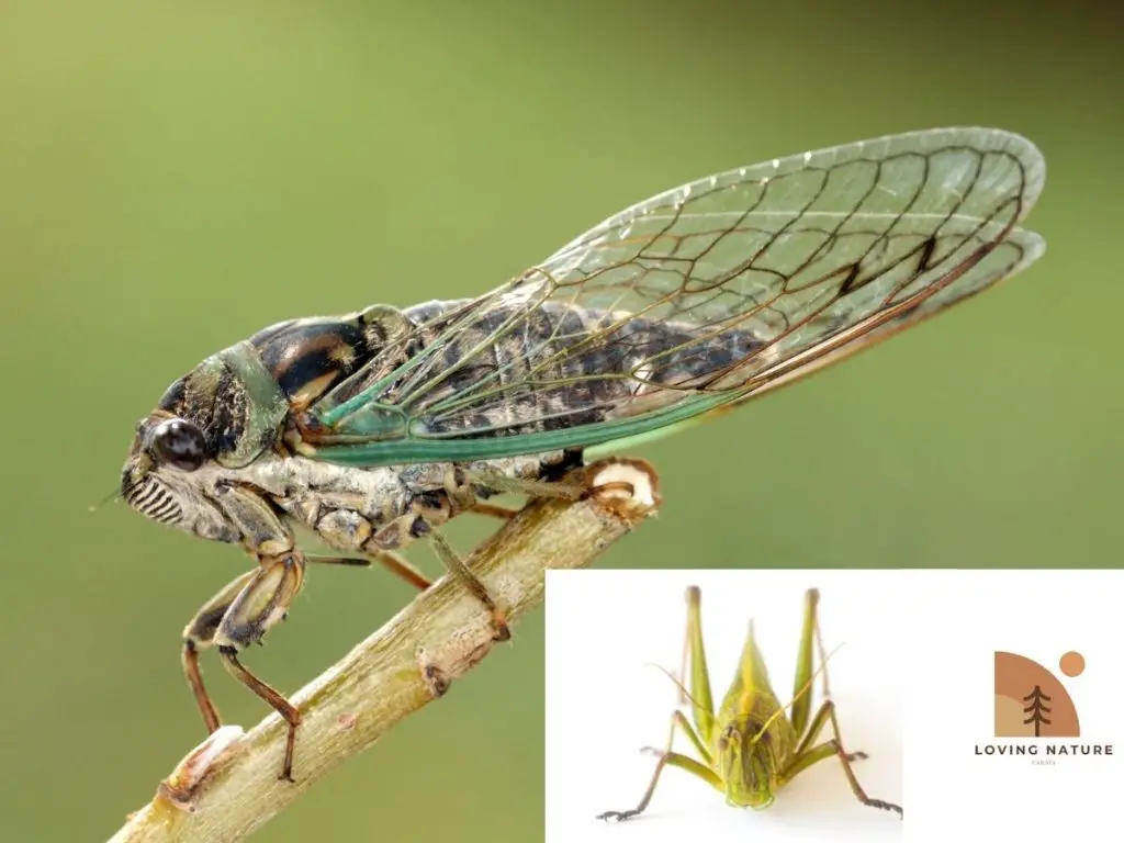 cicada vs locust pic