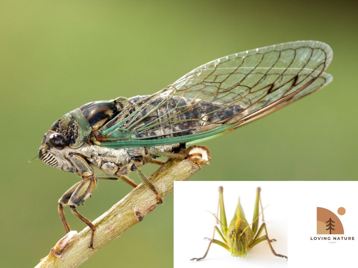 Cicadas vs Locusts The Differences You Need to Know