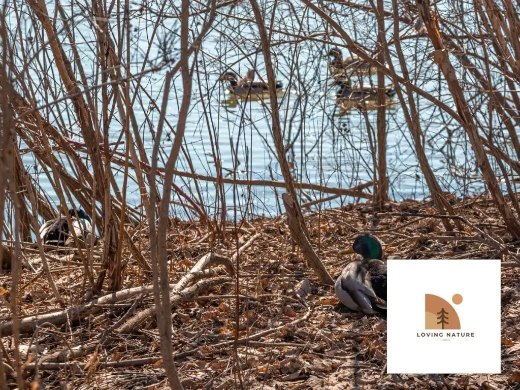 duck on nest in woods