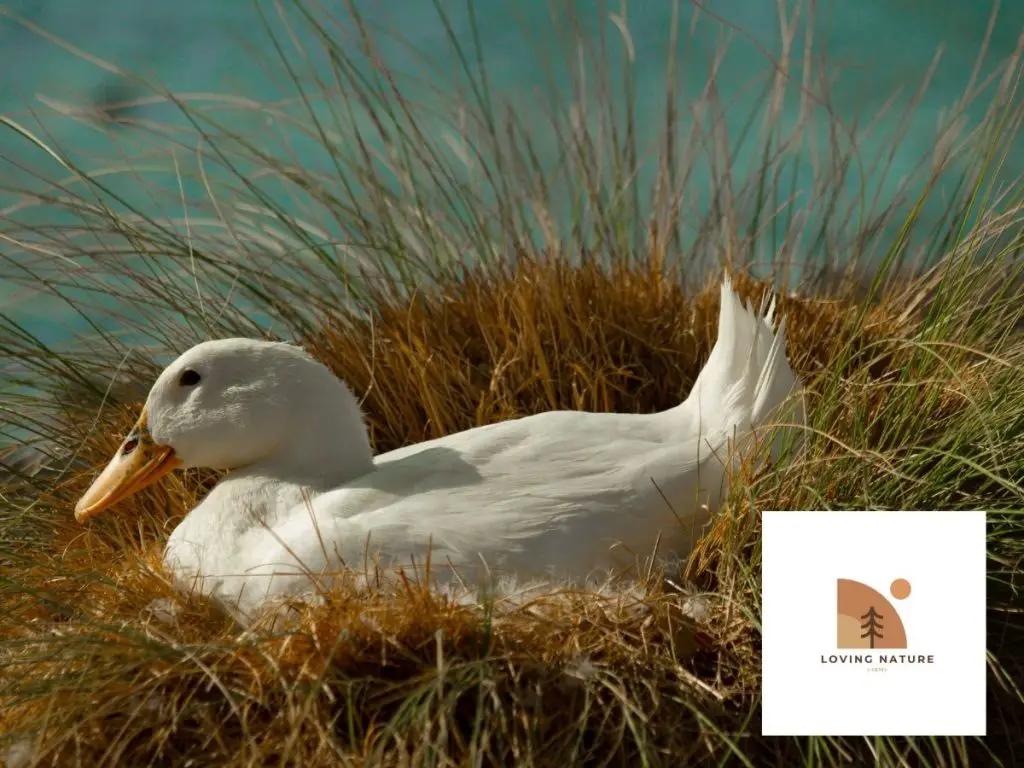 white duck on nest