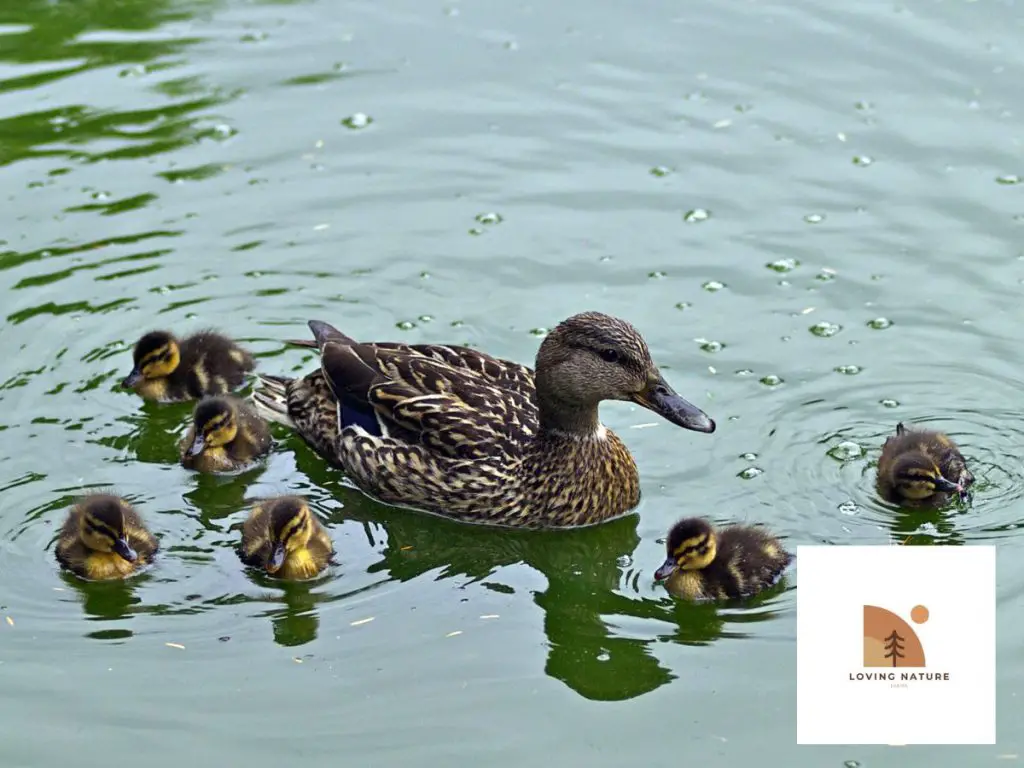 pic of ducks swimming