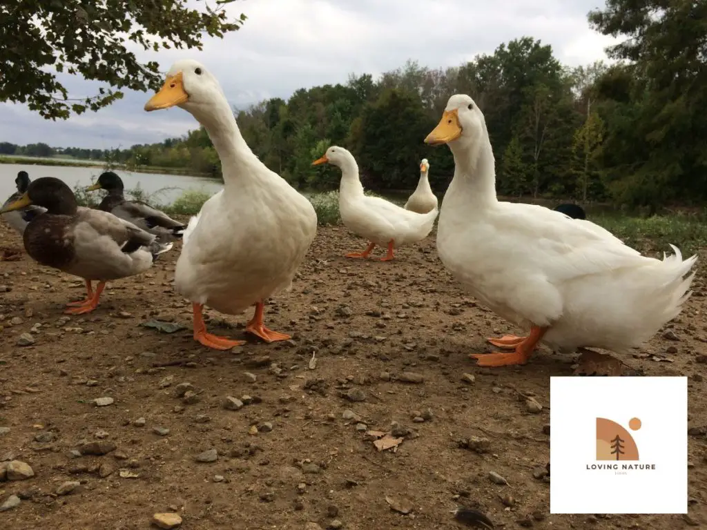 geese and ducks walking around