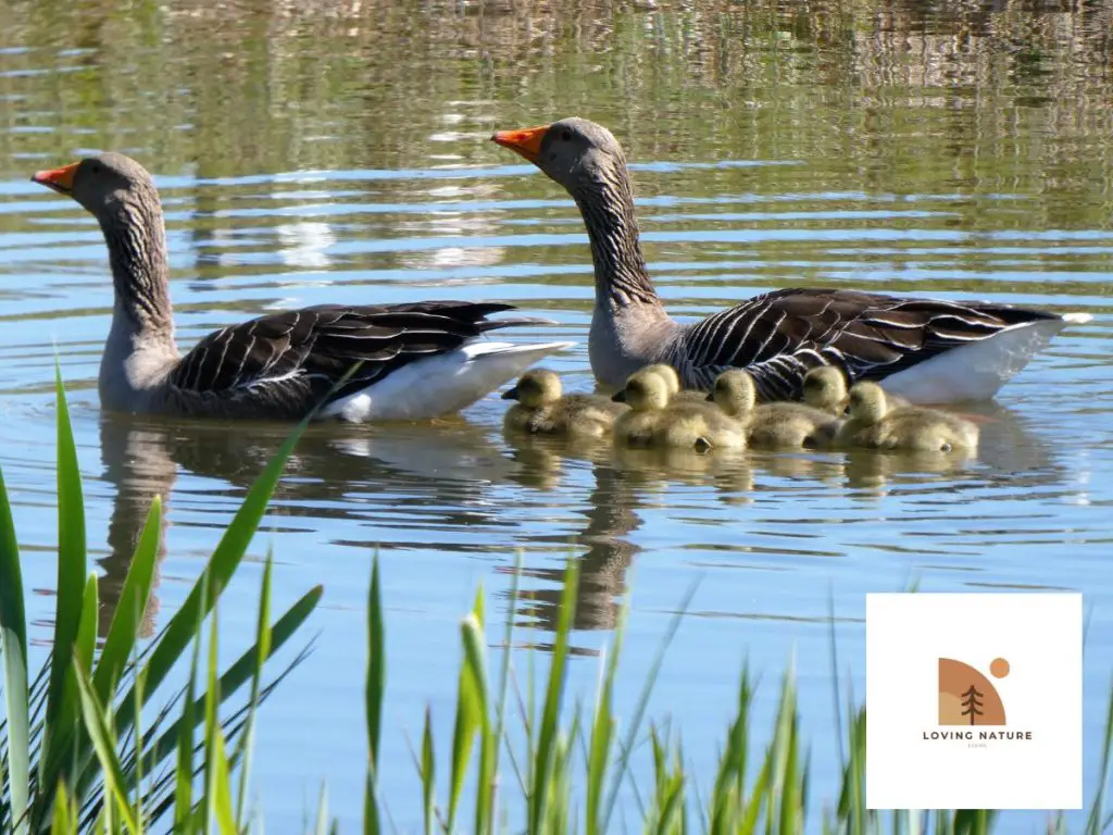 geese swimming 