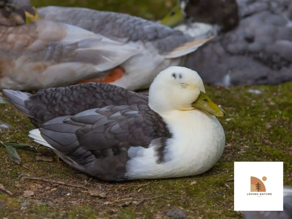 ducks sleeping gray and white