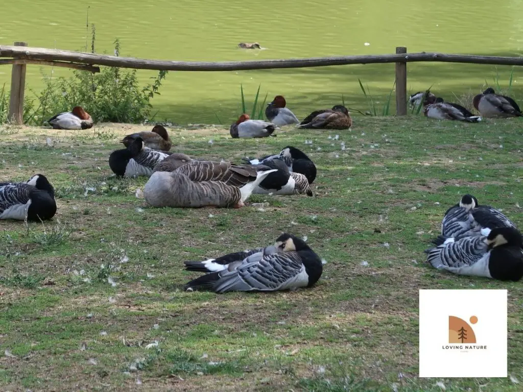 ducks sleeping on land