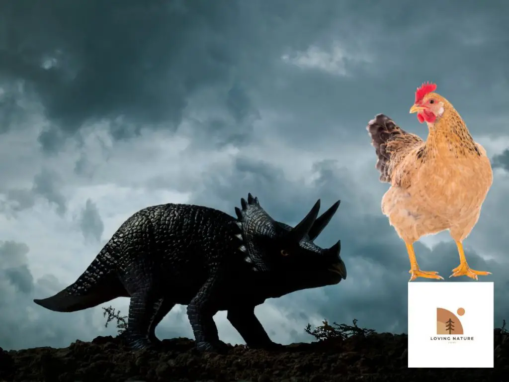 dinosaur chicken evolving 