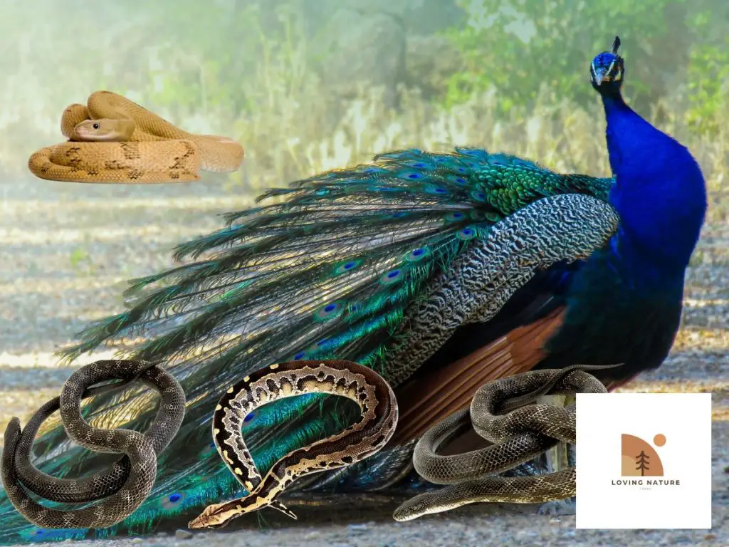 peacock with a snake