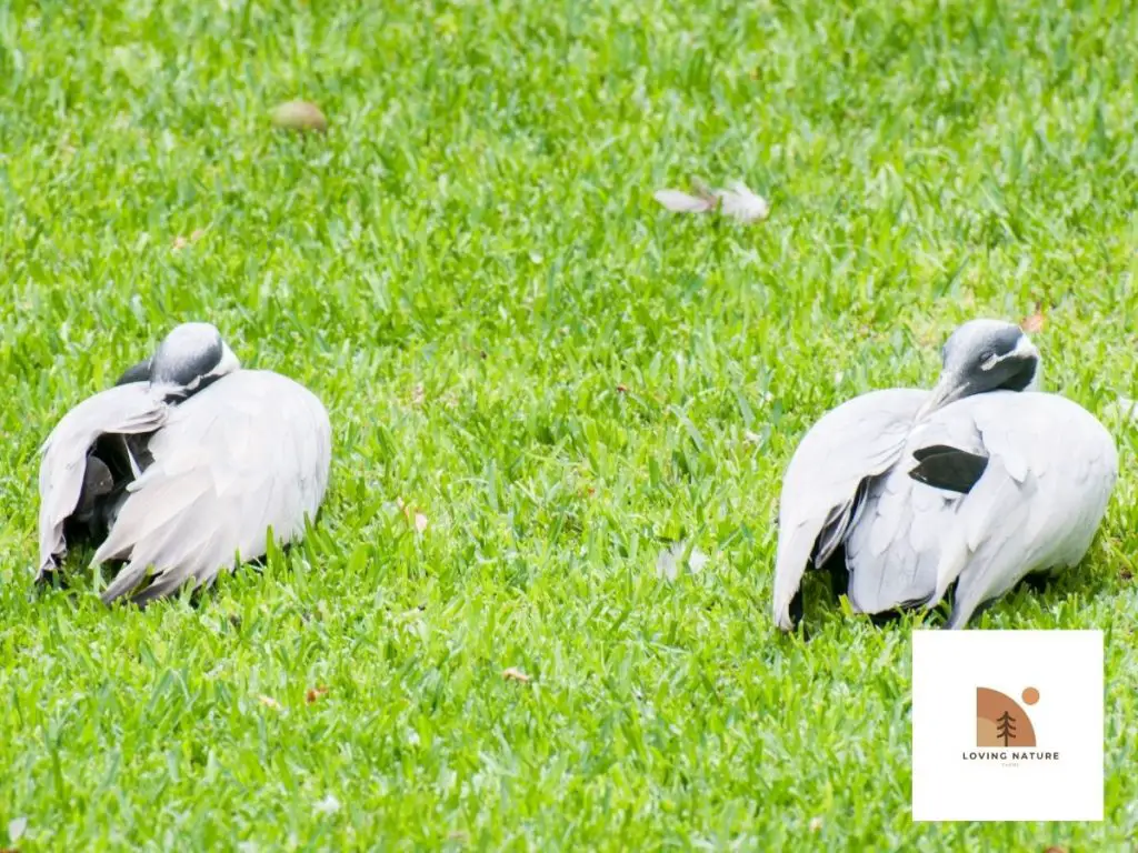 black white ducks sleeping