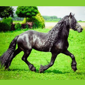 friesan horse 