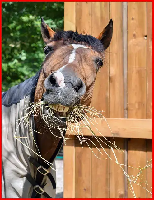 save on horse hay