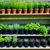 Easy Herbs to Grow for Beginner Gardeners
