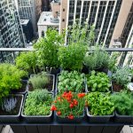 How to Start a Container Garden: A Beginner’s Guide